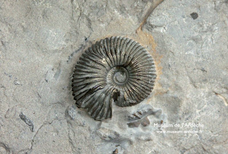 Naturkundemuseum der Ardèche : fossilien unt dinosaurier à Balazuc - 2