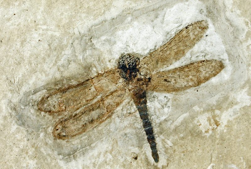 Naturkundemuseum der Ardèche : fossilien unt dinosaurier à Balazuc - 3