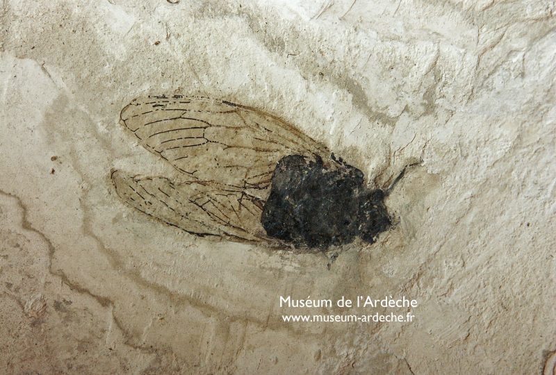 Naturkundemuseum der Ardèche : fossilien unt dinosaurier à Balazuc - 4