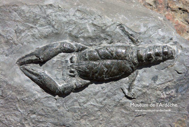 Naturkundemuseum der Ardèche : fossilien unt dinosaurier à Balazuc - 5