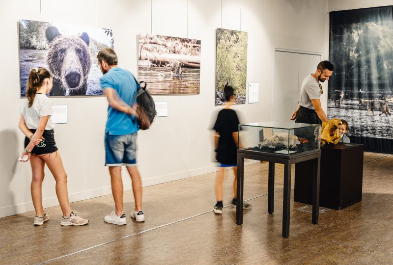 Aven d’Orgnac – Cité de la Préhistoire : mardi conférence d’octobre – Rencontres entre animaux et humains au paléolithique à Orgnac-l'Aven - 1