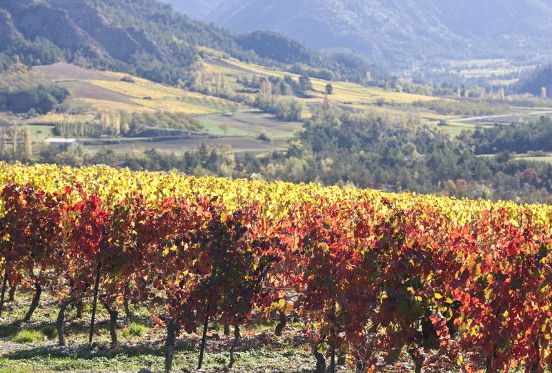 Escale vins à Suze-la-Rousse - 0