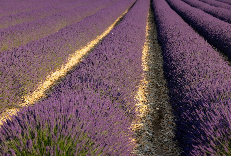 Echappée lavande – Drôme sud Provence à Pierrelatte - 1