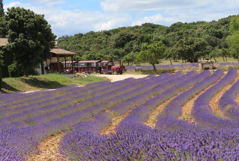 Maison de la Lavande Ardèche / Producer-Distiller & Museum à Saint-Remèze - 8