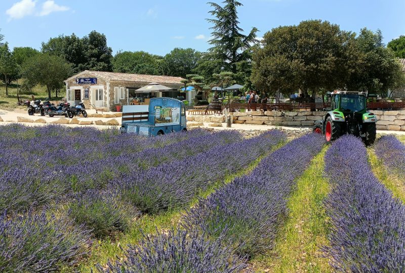 Maison de la Lavande Ardèche / Producer-Distiller & Museum à Saint-Remèze - 15