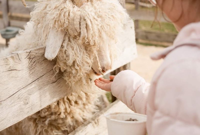 Farm: Au bonheur des animaux à La Garde-Adhémar - 6