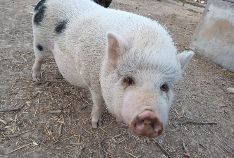 Farm: Au bonheur des animaux à La Garde-Adhémar - 11