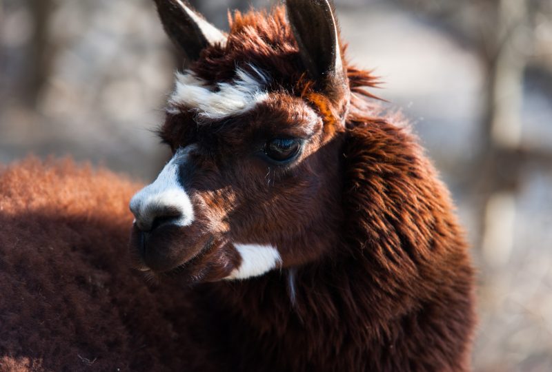 Parc animalier des Gorges de l’Ardèche à Vagnas - 7