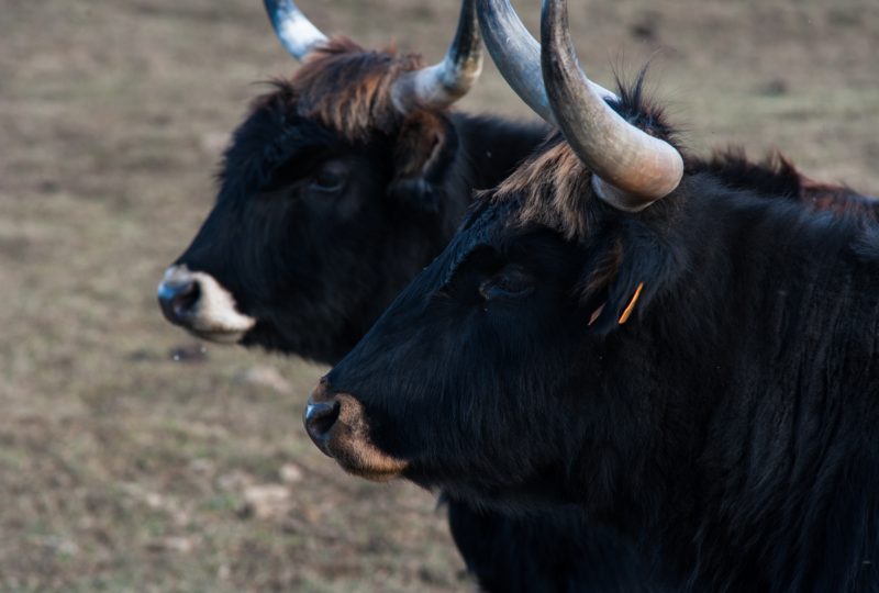 Parc animalier des Gorges de l’Ardèche à Vagnas - 11