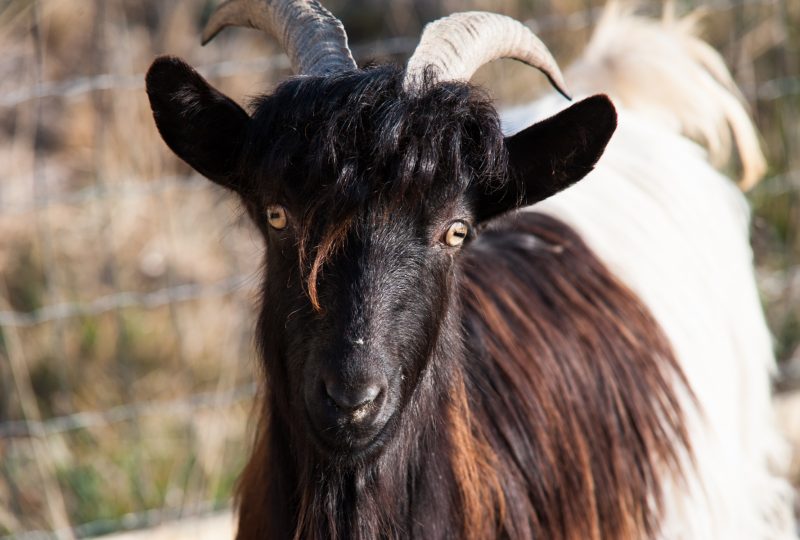 Parc animalier des Gorges de l’Ardèche à Vagnas - 12