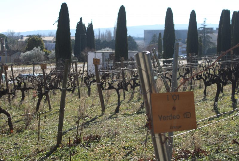 Jardin des Vignes à Suze-la-Rousse - 1