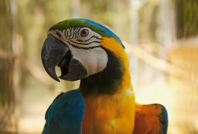 Parc animalier des Gorges de l’Ardèche à Vagnas - 15