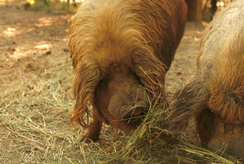 Parc animalier des Gorges de l’Ardèche à Vagnas - 17