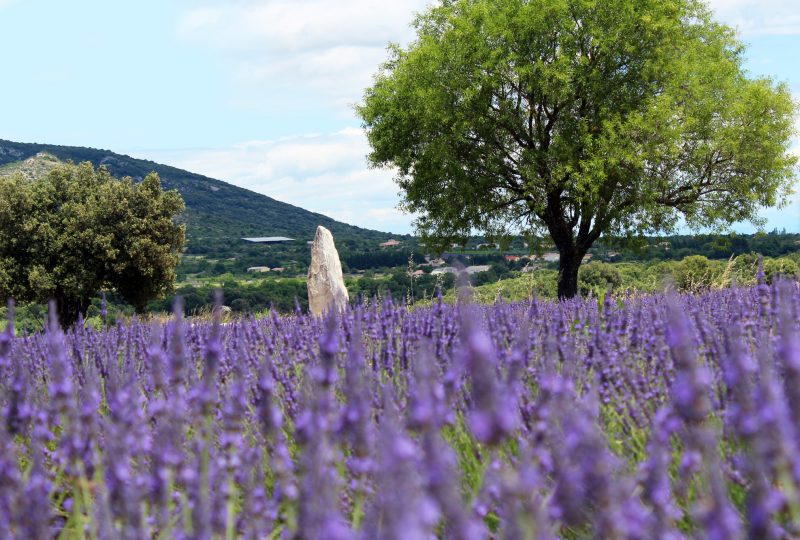 Maison de la Lavande Ardèche / Producent-Distilleerderij & Museum à Saint-Remèze - 6