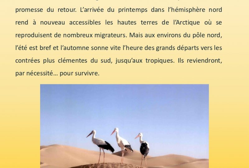 CINE CLUB : « Le peuple migrateur » documentaire réalisé par Jacques Perrin, Jacques Cluzaud et Michel Debats à Roussas - 2