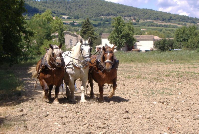 La ferme des Rosières à La Garde-Adhémar - 29