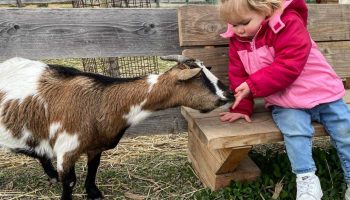 petite fille/ cabriole