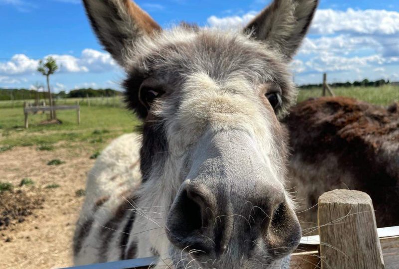 Ferme : Au bonheur des animaux à La Garde-Adhémar - 7