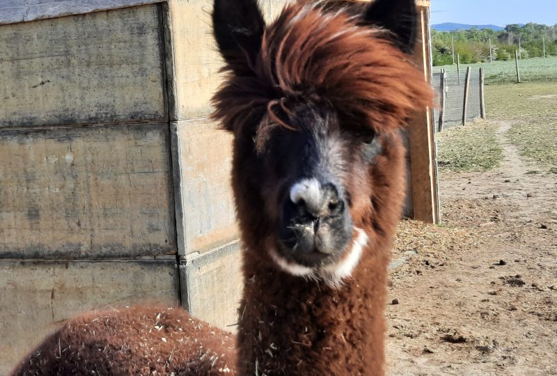 Ferme : Au bonheur des animaux à La Garde-Adhémar - 12